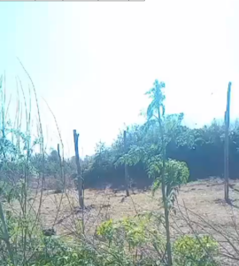 usurpacion terrenos fisu