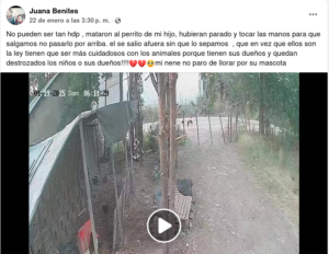 policia atropellan perro