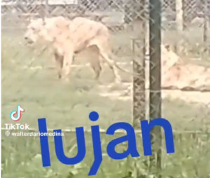 leones zoo lujan