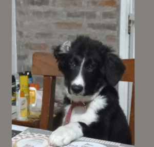 perro asesinado
