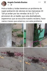 ratas mercedes