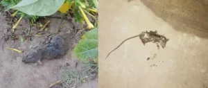 ratones mercedes