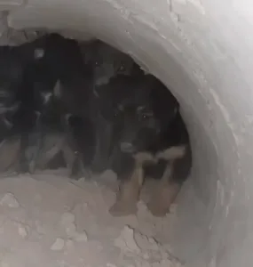 perritos rescatados