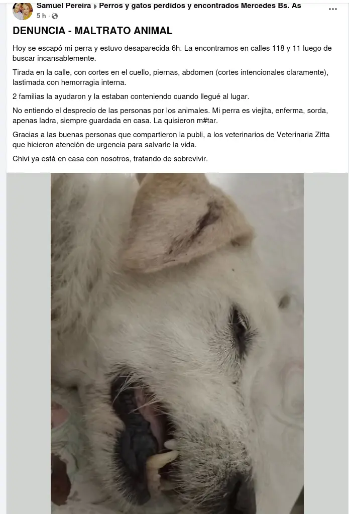 ataque perra