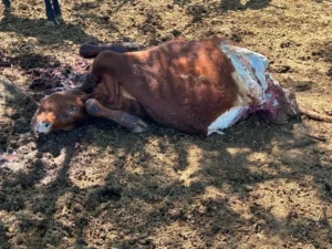 cuatrerismo mercedes